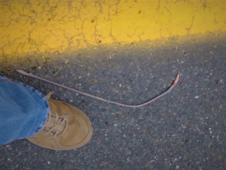 An earthworm next to a person’s boot for reference. The worm is twice as long as the boot